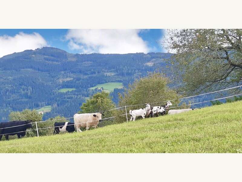 Landwirtschaftsimmobilie in Friesach - Bild 2