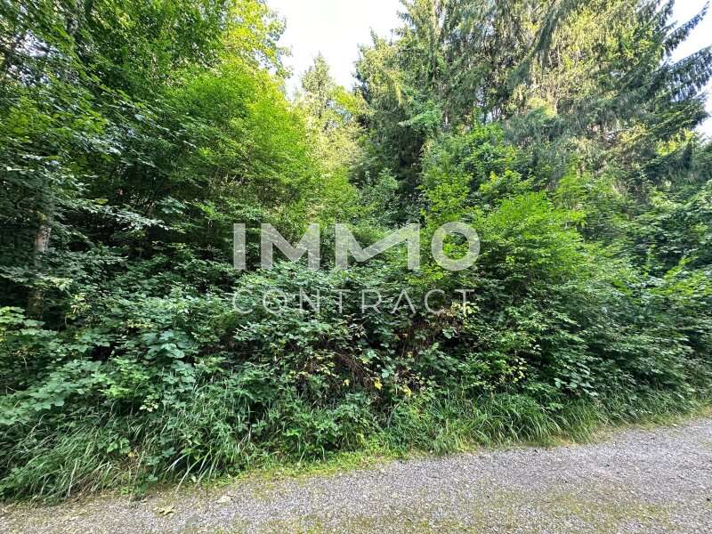 Baugrundstück in Pressbaum - Bild 6 Baugrundstück in Pressbaum - Bild 6