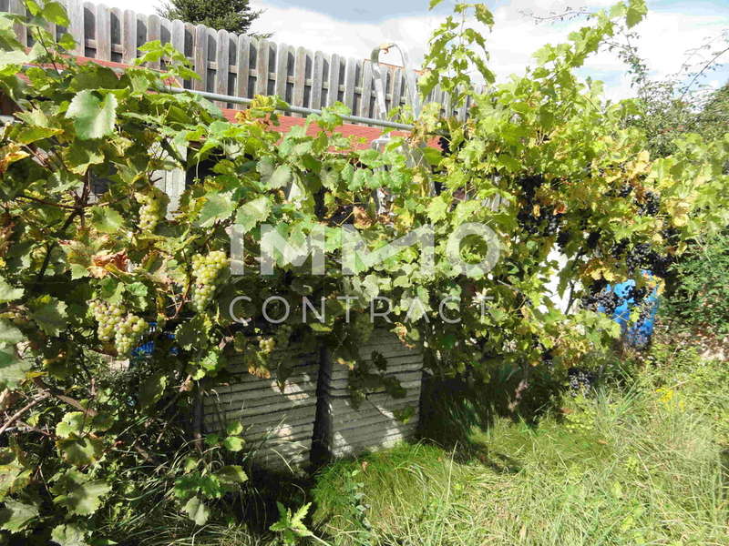 Der Weinstock