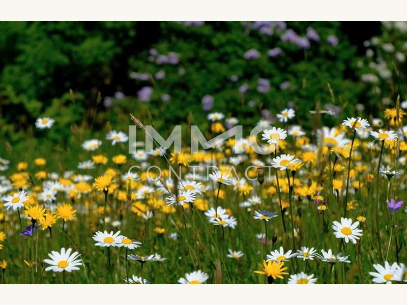 Foto Blumenwiese