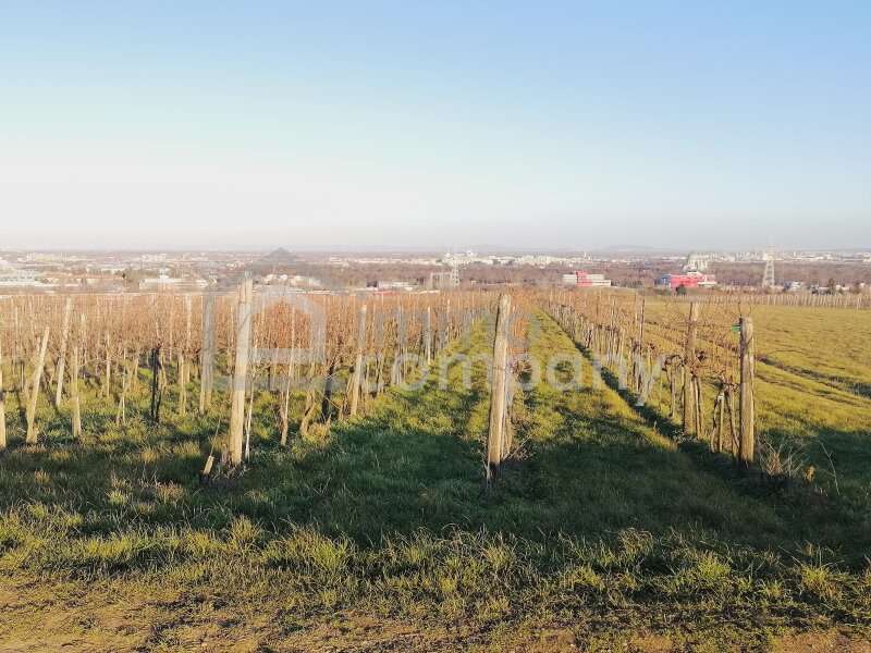 Landwirtschaft in Wien - Bild 2 Landwirtschaft in Wien - Bild 2