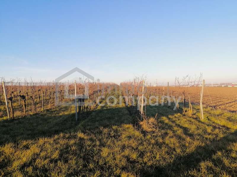 Landwirtschaft in Wien - Bild 3 Landwirtschaft in Wien - Bild 3