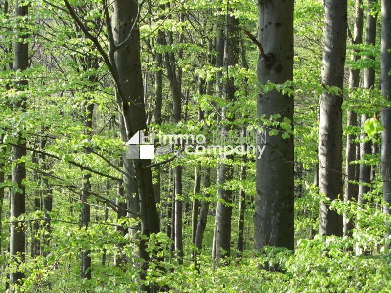 Herrliche Wälder im Donautal...