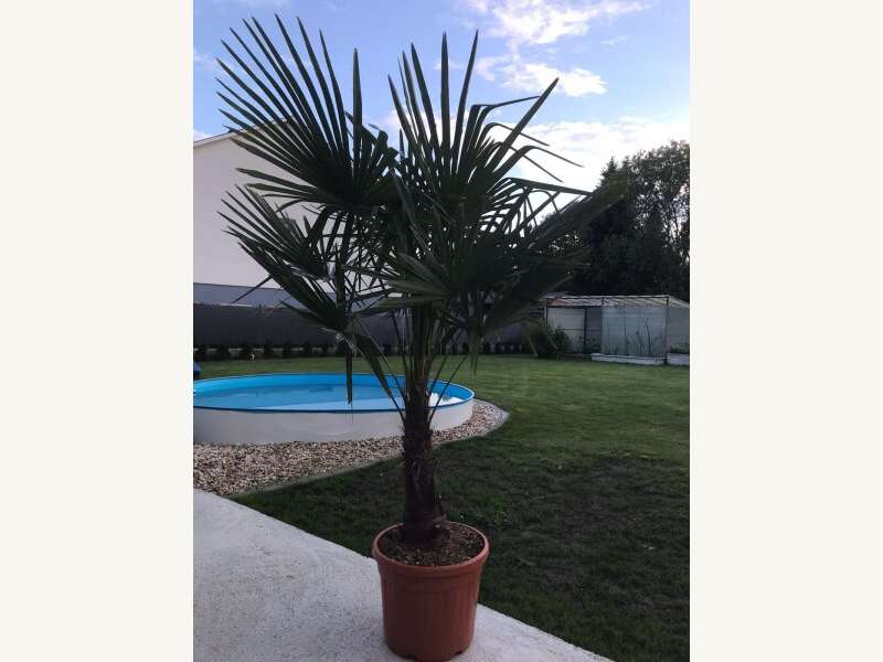 Einfamilienhaus in Kemeten - Bild 20