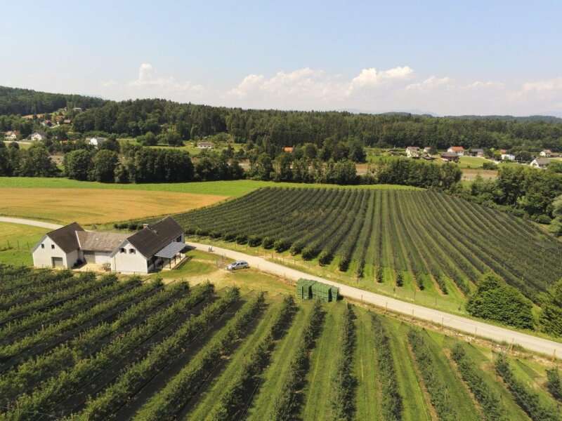 Bauernhof in Ungerdorf - Bild 4