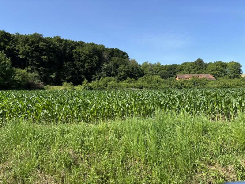 Landwirtschaft in Tautendorf bei Fürstenfeld - Bild 6