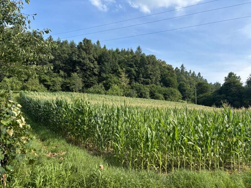 Baugrundstück in Heiligenkreuz im Lafnitztal - Bild 2