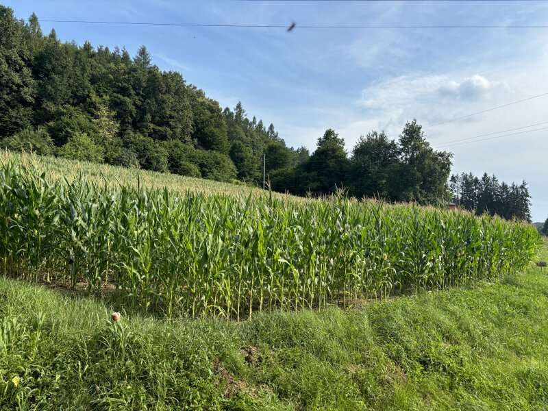 Baugrundstück in Heiligenkreuz im Lafnitztal - Bild 3