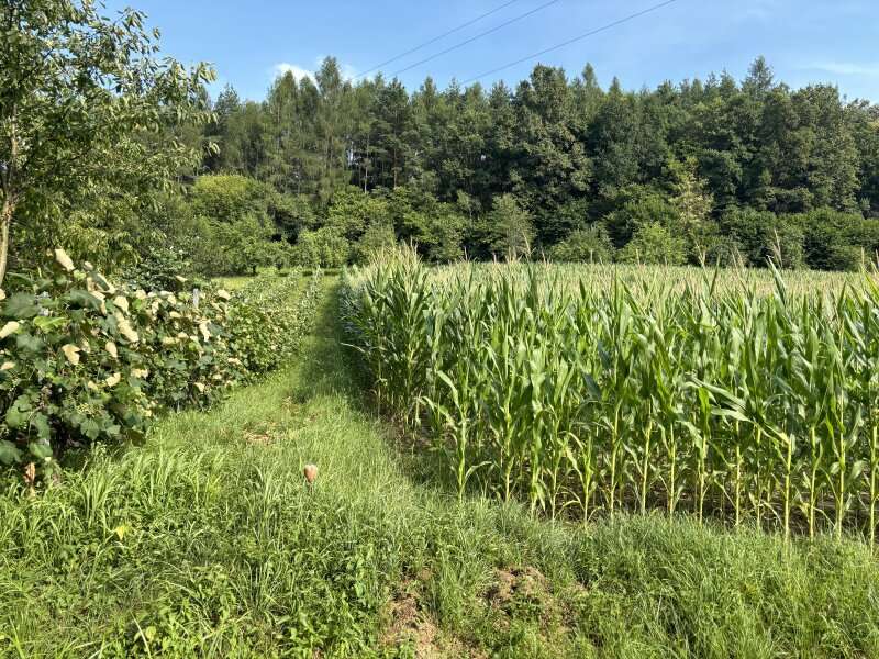 Baugrundstück in Heiligenkreuz im Lafnitztal - Bild 5