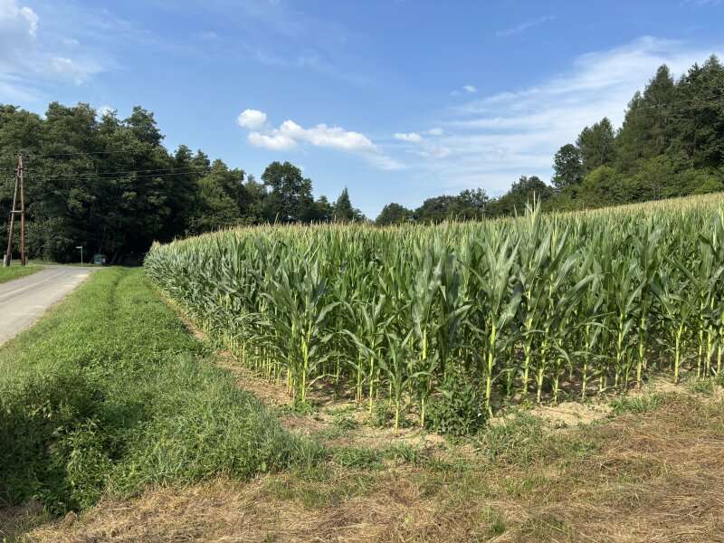 Baugrundstück in Heiligenkreuz im Lafnitztal - Bild 10