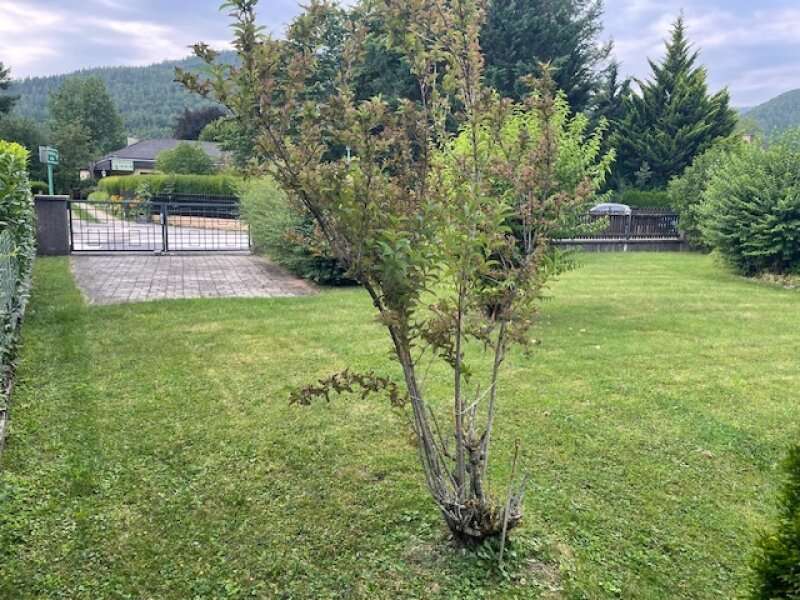 Bungalow in Payerbach - Bild 12